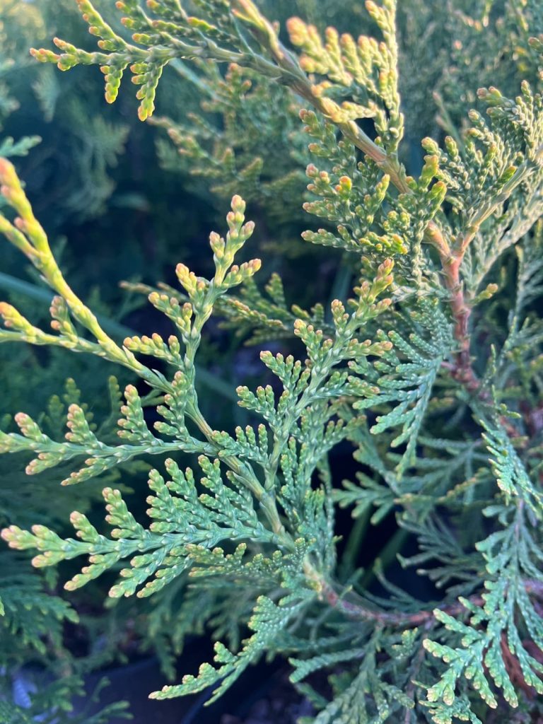 Туя складчатая 'Корник' – Thuja plicata 'Kornik'