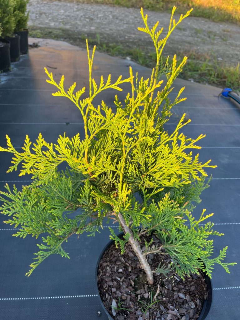 Туя складчатая 'Корник' – Thuja plicata 'Kornik'