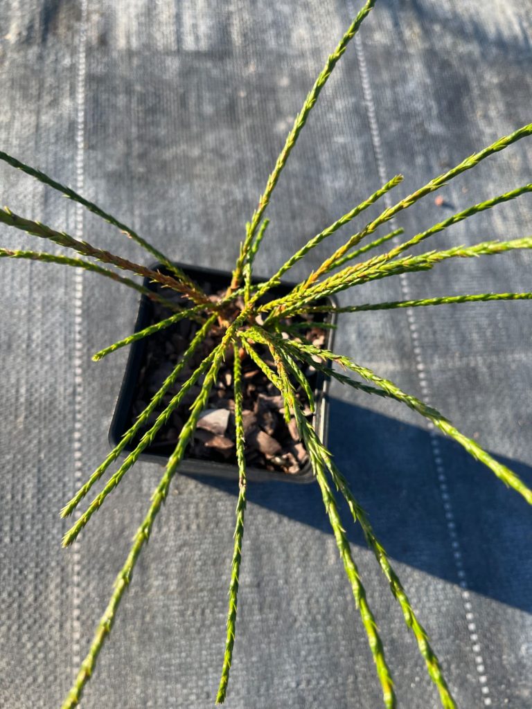 Туя складчатая 'Випкорд' –  Thuja plicata 'Whipcord'