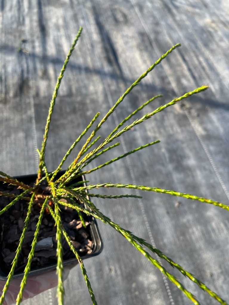 Туя складчатая 'Випкорд' –  Thuja plicata 'Whipcord'
