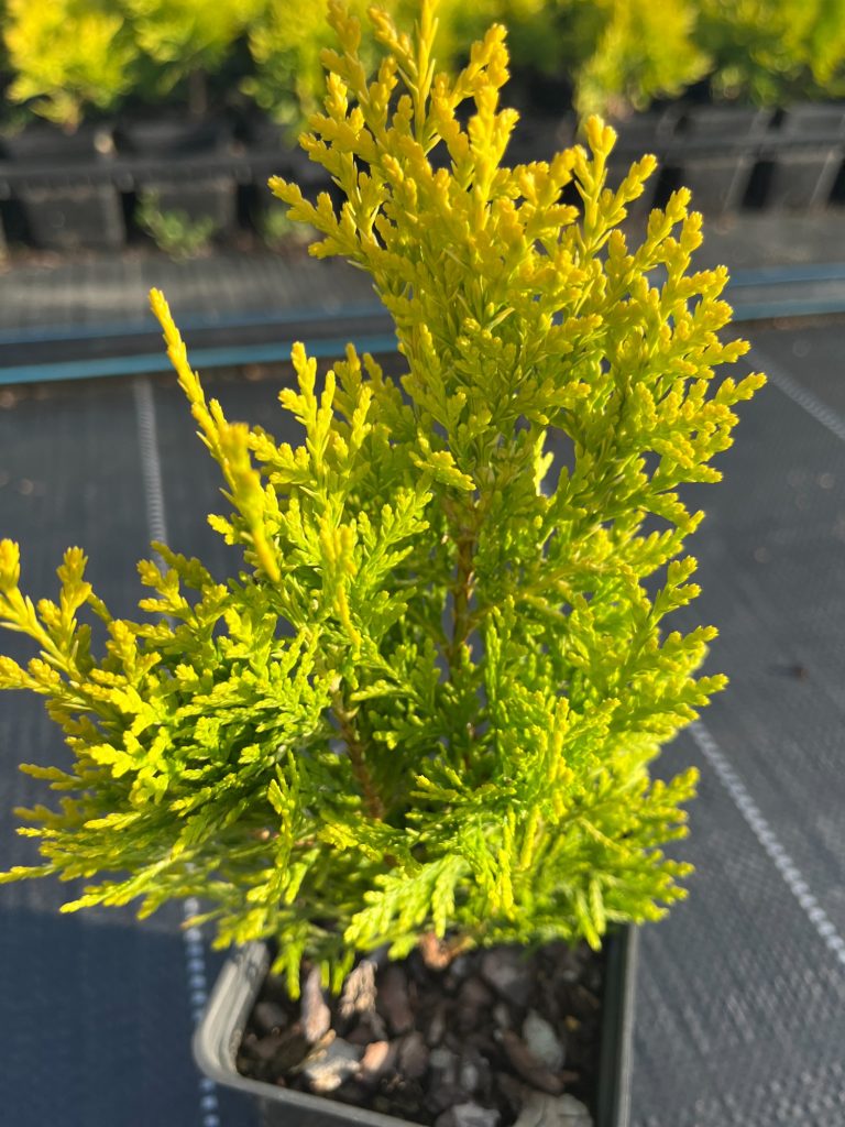 Туя восточная 'Ауреа Нана' – Thuja orientalis 'Aurea Nana'