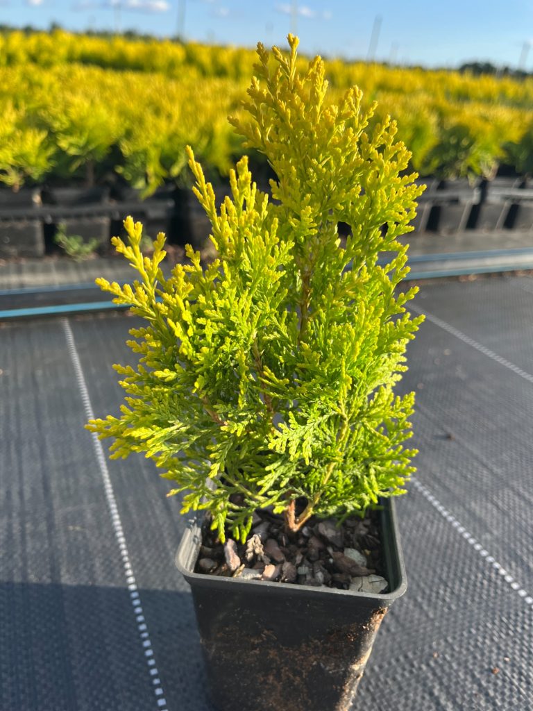 Туя восточная 'Ауреа Нана' – Thuja orientalis 'Aurea Nana'