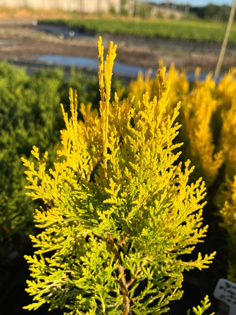 Туя восточная 'Пирамидалис Ауреа' – Thuja orientalis 'Pyramidalis Aurea'