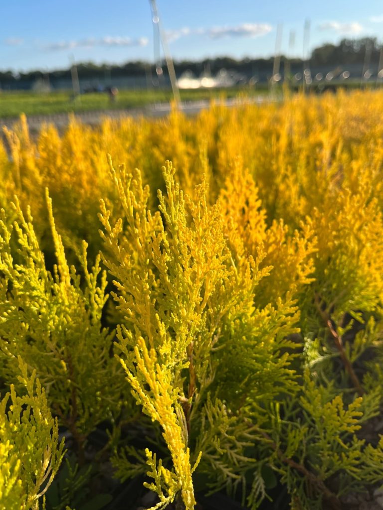 Туя восточная 'Пирамидалис Ауреа' – Thuja orientalis 'Pyramidalis Aurea'