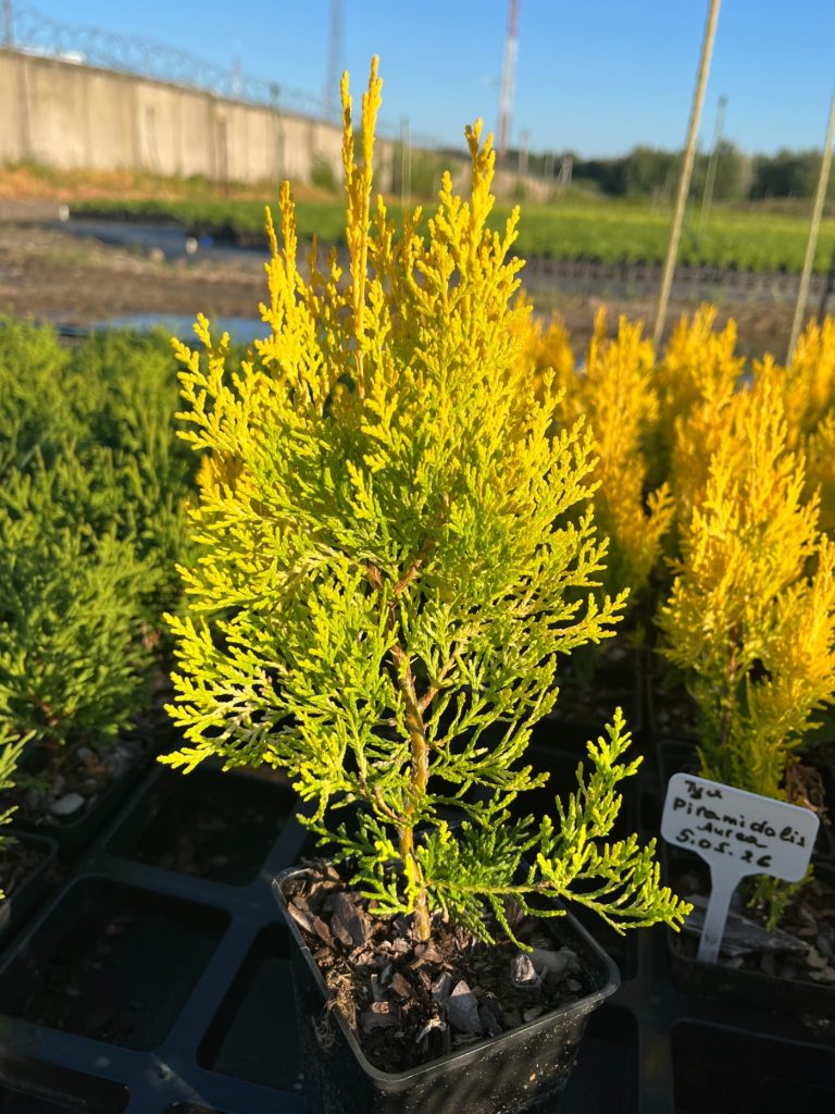 Туя восточная 'Пирамидалис Ауреа' – Thuja orientalis 'Pyramidalis Aurea'