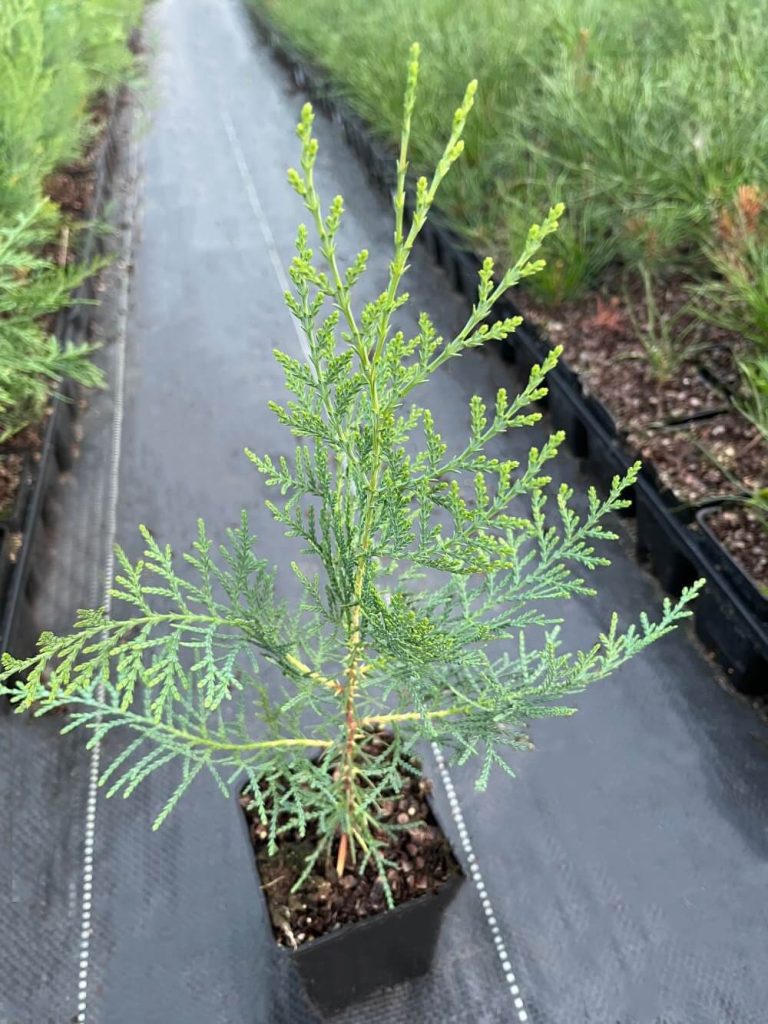 Туя восточная – Thuja orientalis