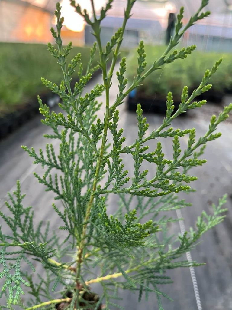 Туя восточная – Thuja orientalis