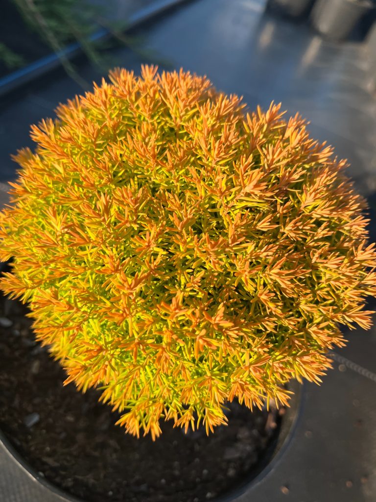 Туя западная 'Анниек' – Thuja occidentalis 'Anniek'