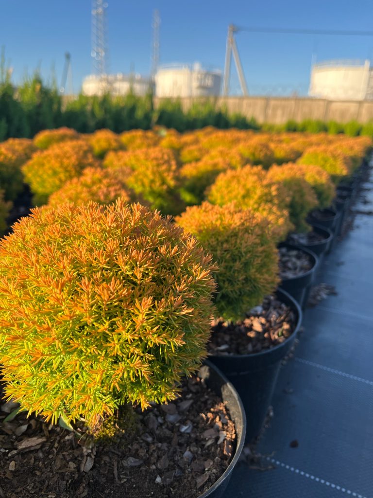 Туя западная 'Анниек' – Thuja occidentalis 'Anniek'