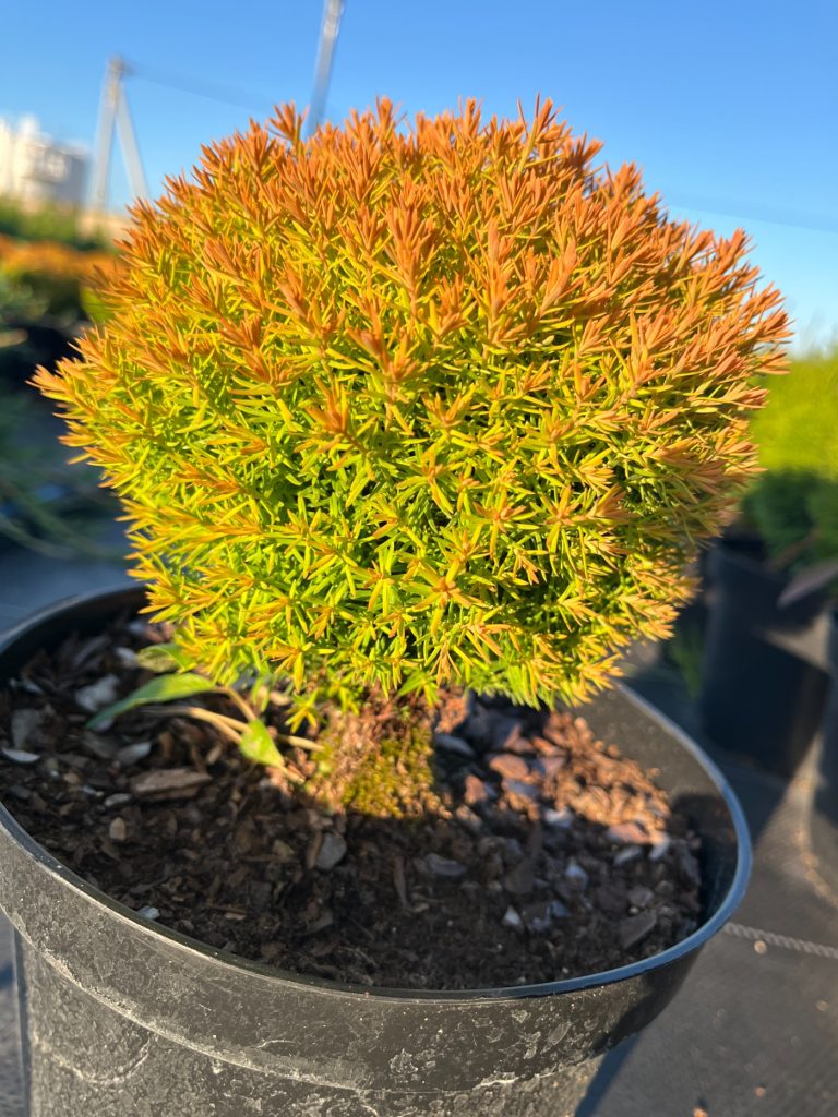 Туя западная 'Анниек' – Thuja occidentalis 'Anniek'