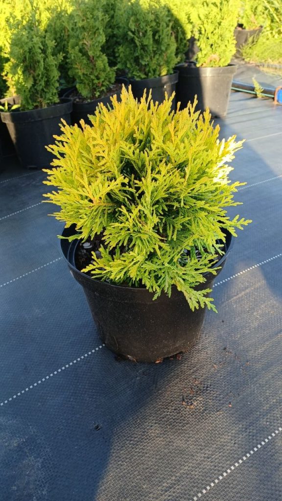Туя западная 'Даника Ауреа' – Thuja occ. 'Danica Aurea'