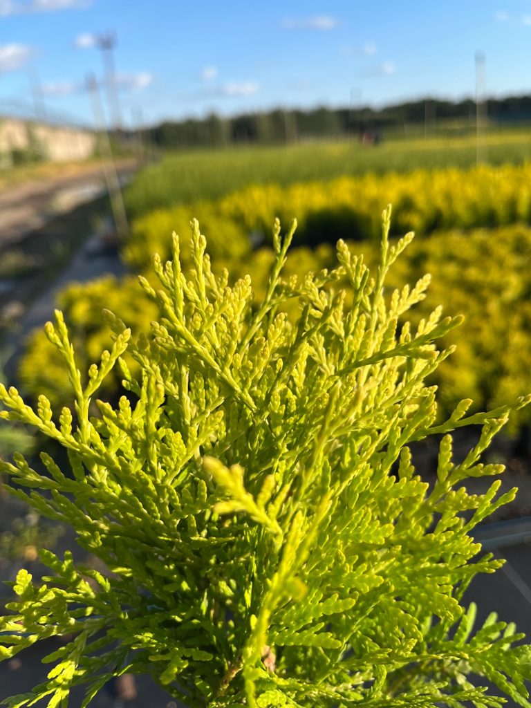 Туя западная 'Даника Ауреа' – Thuja occ. 'Danica Aurea'