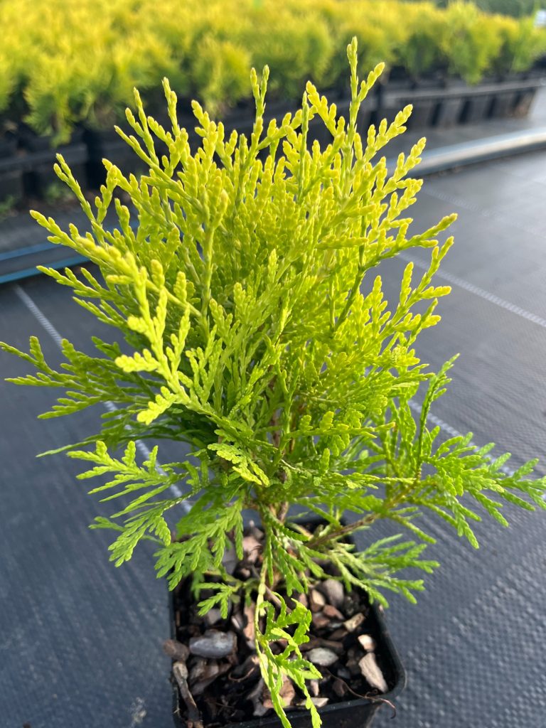 Туя западная 'Даника Ауреа' – Thuja occ. 'Danica Aurea'