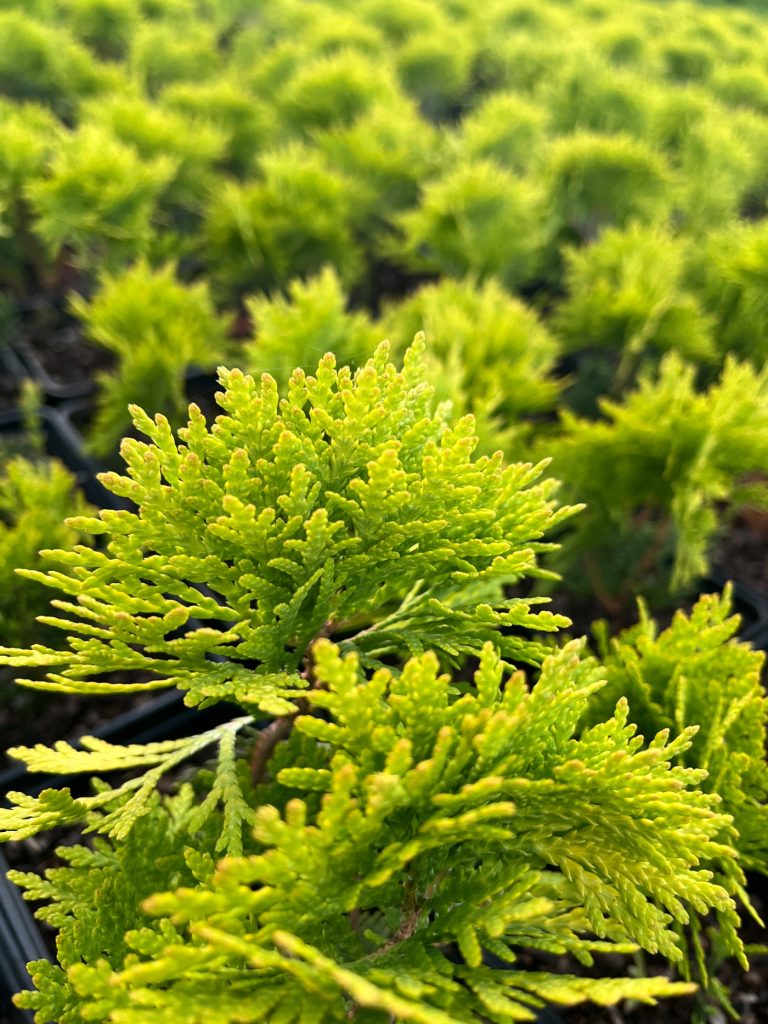 Туя западная 'Даника Голд' – Thuja occidentalis 'Danica Gold'