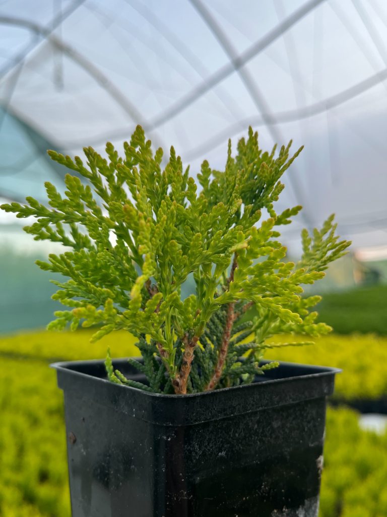 Туя западная 'Даника Голд' – Thuja occidentalis 'Danica Gold'