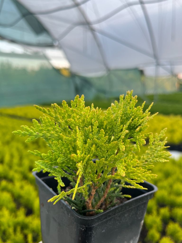 Туя западная 'Даника Голд' – Thuja occidentalis 'Danica Gold'