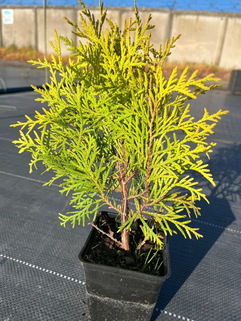 Туя западная 'Голден Глоуб' – Thuja occ. 'Golden Globe'