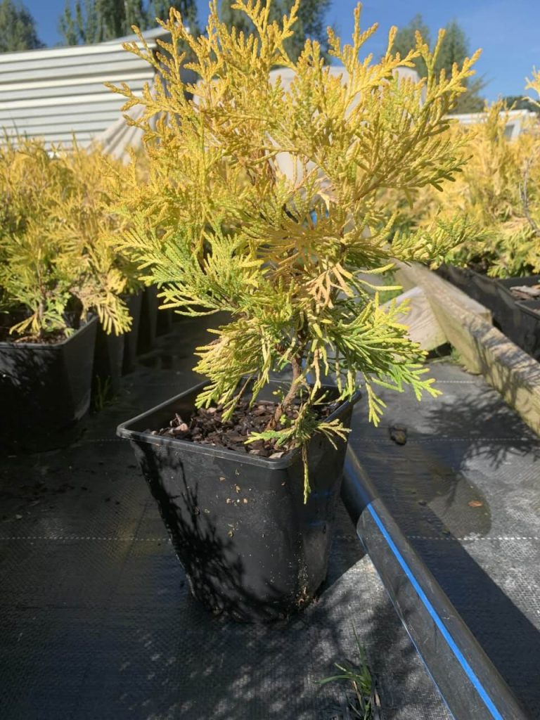 Туя западная 'Голден Глоуб' – Thuja occ. 'Golden Globe'