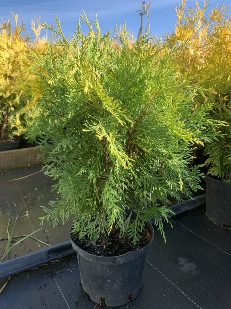 Туя западная 'Голден Глоуб' – Thuja occ. 'Golden Globe'