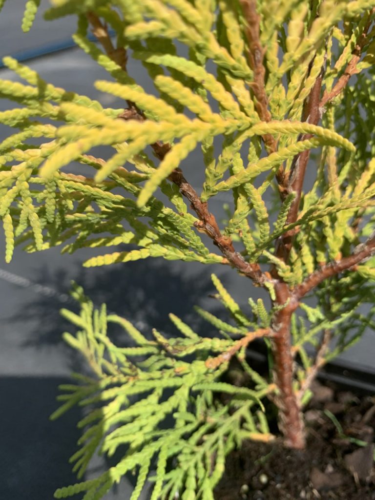Туя западная 'Голден Глоуб' – Thuja occ. 'Golden Globe'