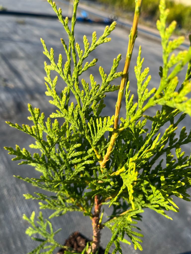 Туя западная 'Кинг оф Брабант' –  Thuja occ. 'King of Brabant'