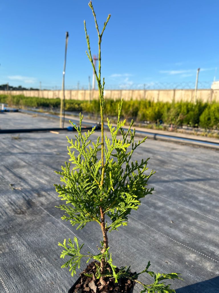 Туя западная 'Кинг оф Брабант' –  Thuja occ. 'King of Brabant'