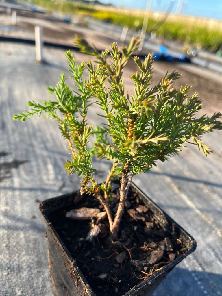 Туя западная 'Лайнсвилл' (Mr. Bowling Ball®) – Thuja occidentalis 'Linesville' (Mr. Bowling Ball®)