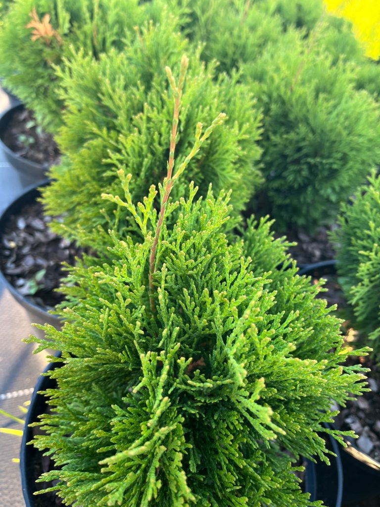 Туя западная 'Микки' – Thuja occidentalis 'Miky'