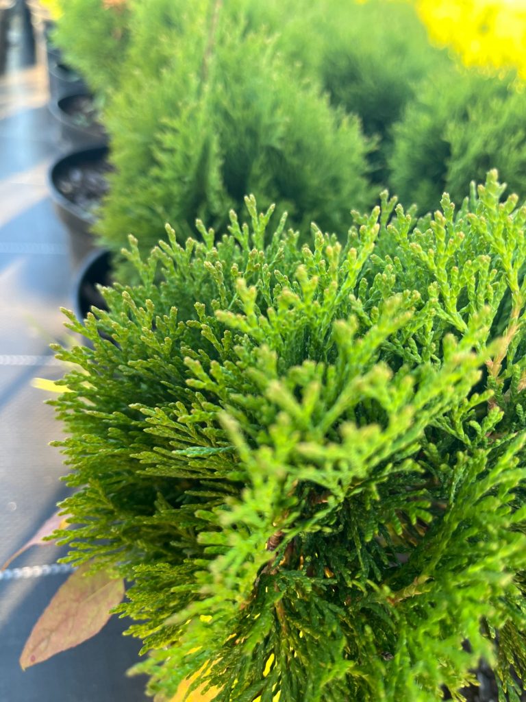 Туя западная 'Микки' – Thuja occidentalis 'Miky'