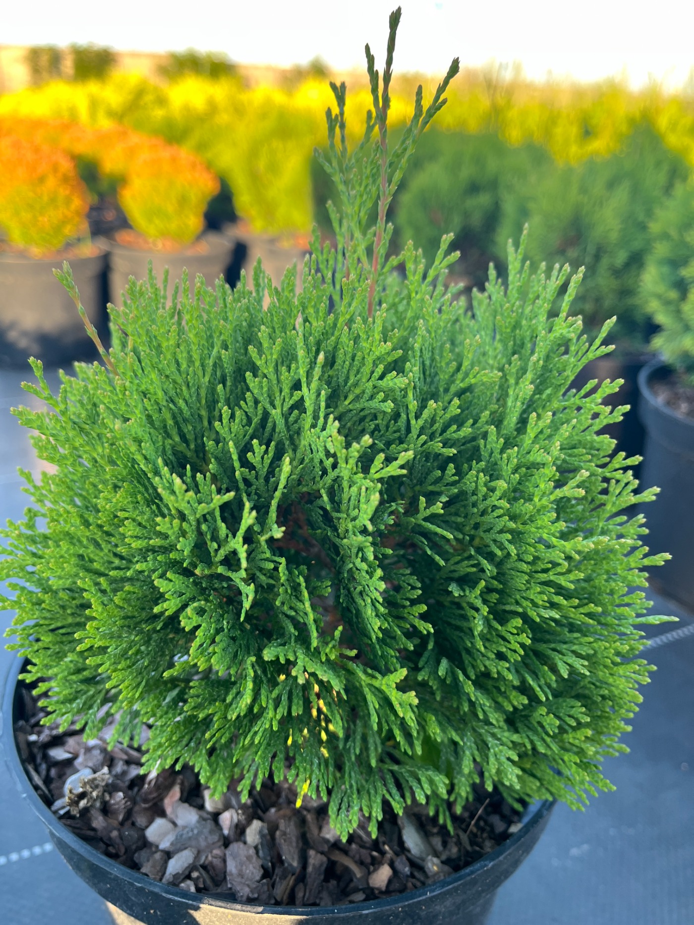 Туя западная 'Микки' – Thuja occidentalis 'Miky'