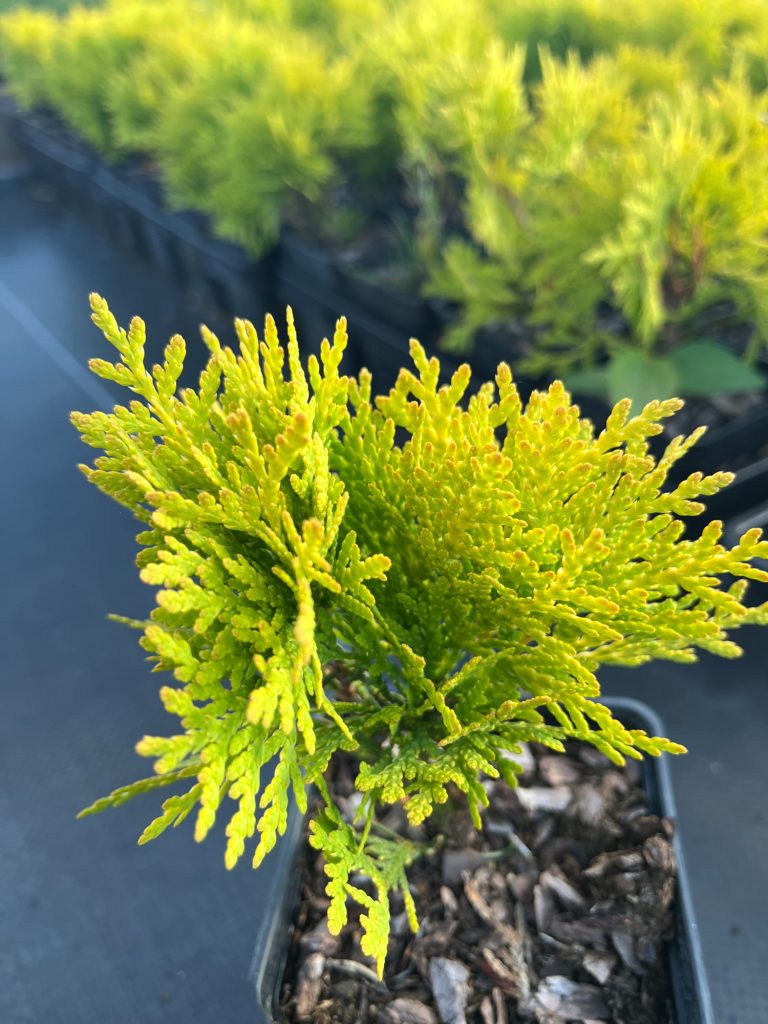 Туя западная 'Мирьям' – Thuja occ. 'Mirjam'