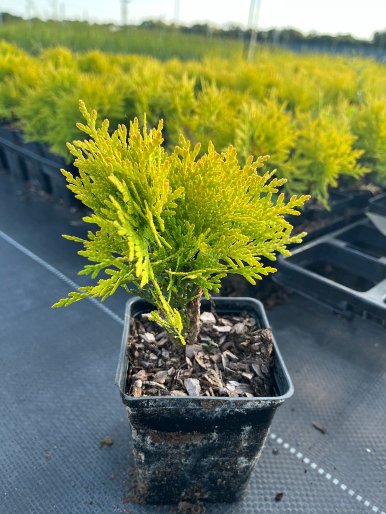 Туя западная 'Мирьям' – Thuja occ. 'Mirjam'