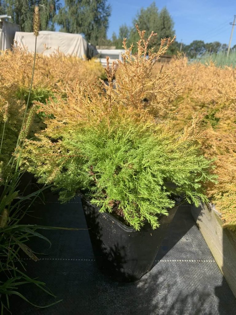 Туя западная 'Рейнголд' – Thuja occidentalis 'Rheingold'