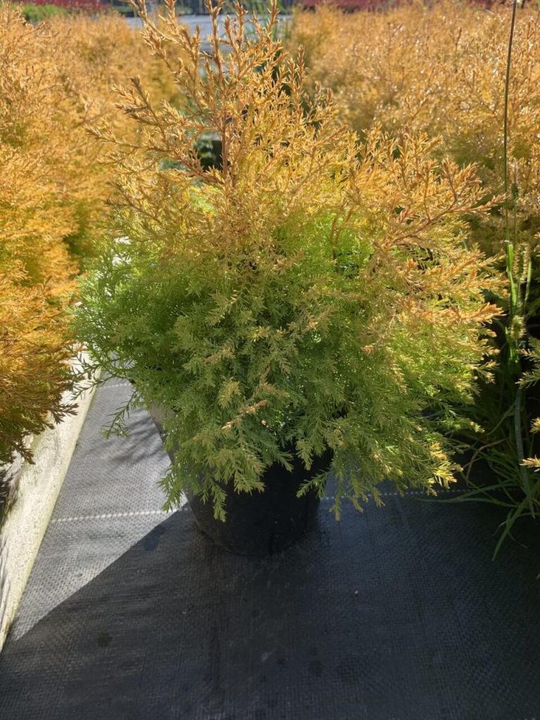 Туя западная 'Рейнголд' – Thuja occidentalis 'Rheingold'