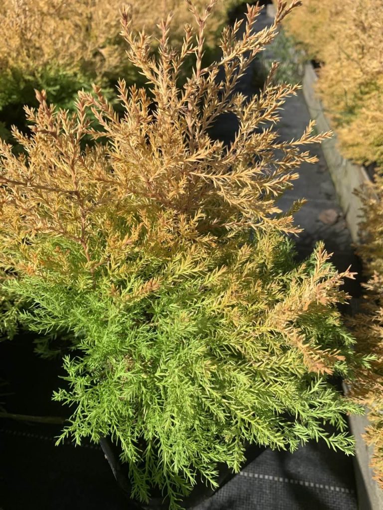 Туя западная 'Рейнголд' – Thuja occidentalis 'Rheingold'