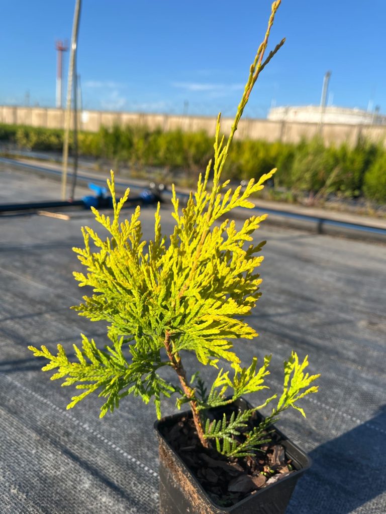 Туя западная 'Салланд' – Thuja occ. 'Salland'