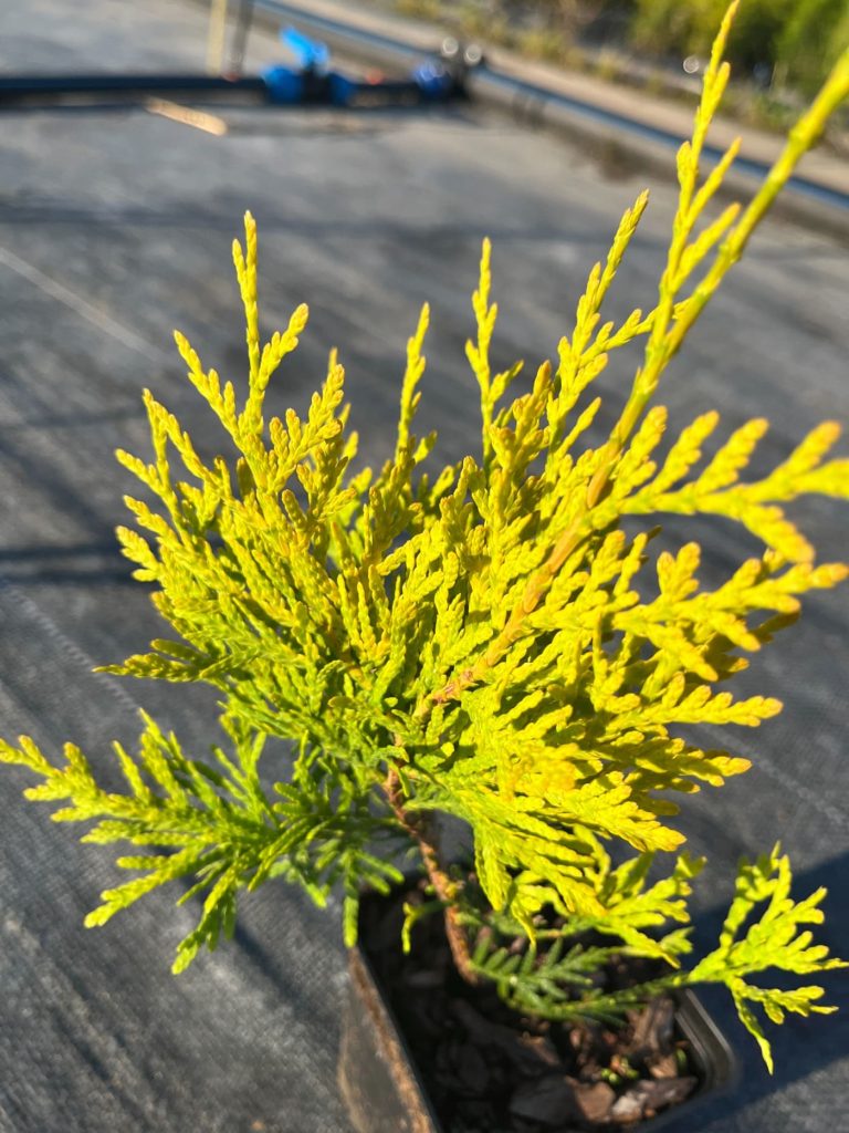Туя западная 'Салланд' – Thuja occ. 'Salland'