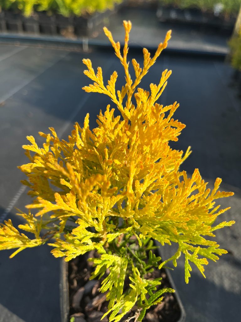 Туя западная 'Санни Смарагд' – Thuja occ. 'Sunny Smaragd'