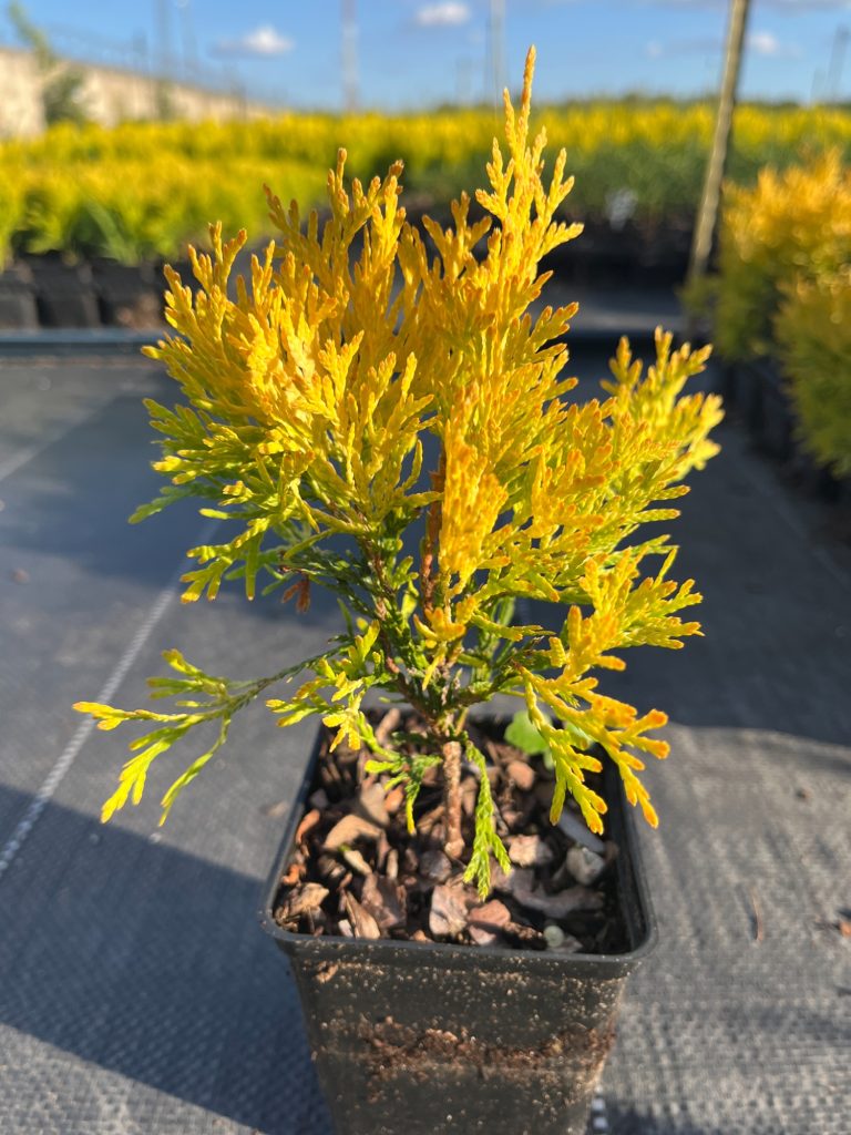 Туя западная 'Санни Смарагд' – Thuja occ. 'Sunny Smaragd'