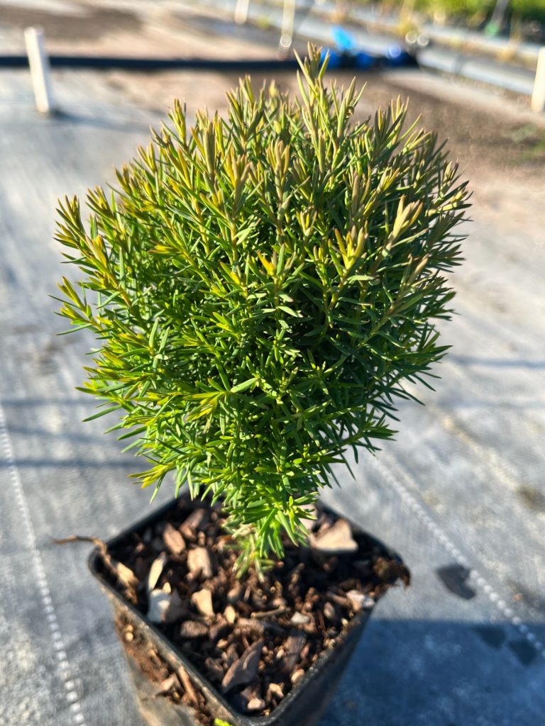 Туя западная 'Тедди' –  Thuja occ. 'Teddy'