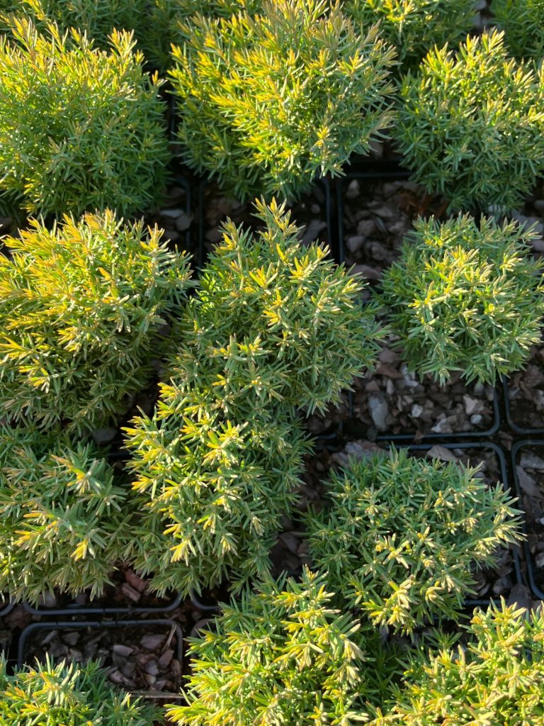 Туя западная 'Тедди' –  Thuja occ. 'Teddy'