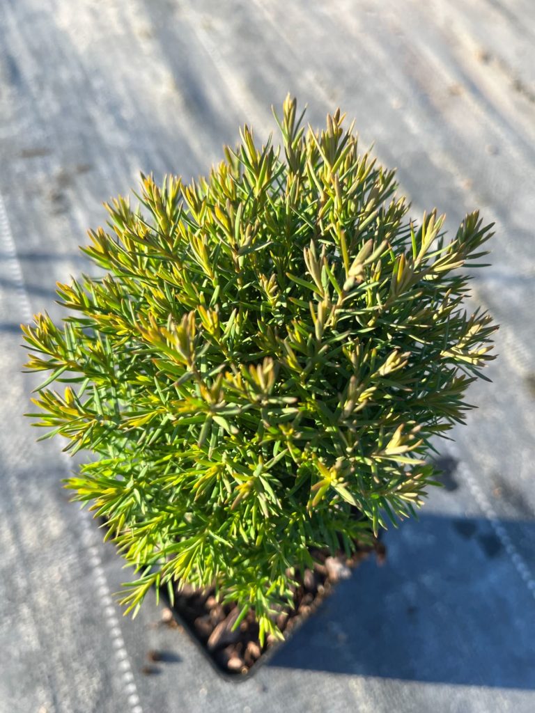 Туя западная 'Тедди' –  Thuja occ. 'Teddy'