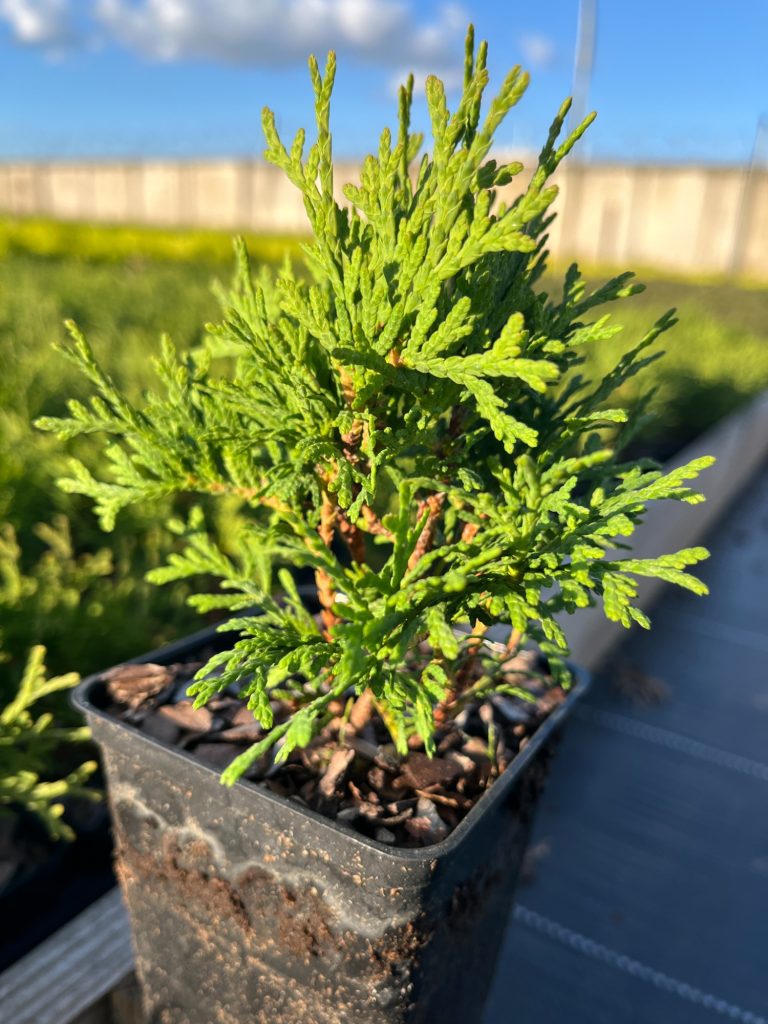 Туя западная 'Тини Тим' – Thuja occ. 'Tiny Tim'