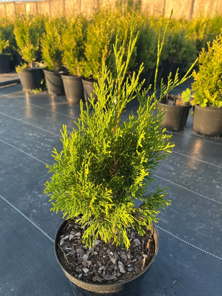 Туя западная 'Тотем Смарагд' – Thuja occidentalis 'Totem Smaragd'