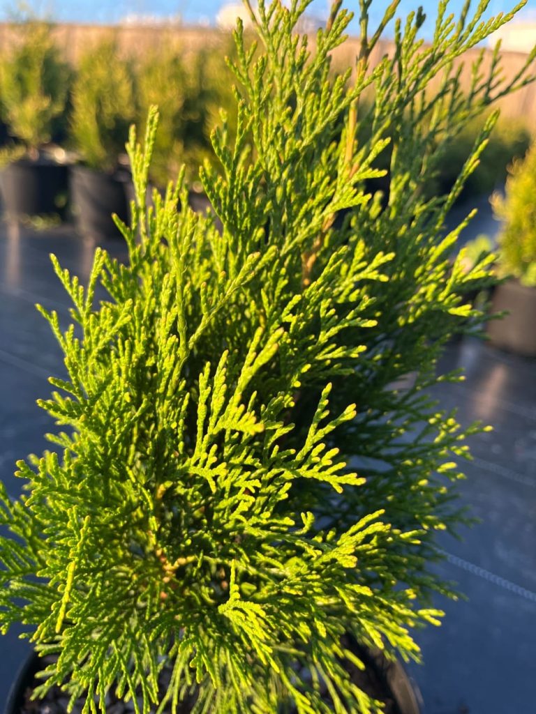 Туя западная 'Тотем Смарагд' – Thuja occidentalis 'Totem Smaragd'