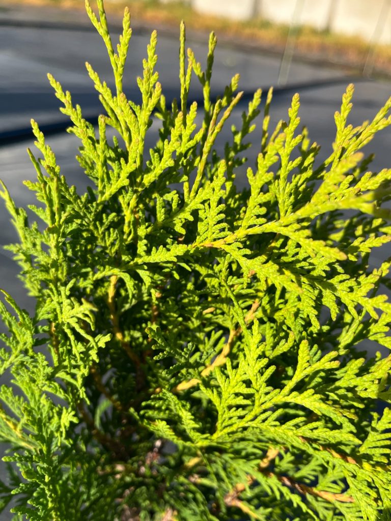 Туя западная 'Вудварди' – Thuja occidentalis 'Woodwardii'