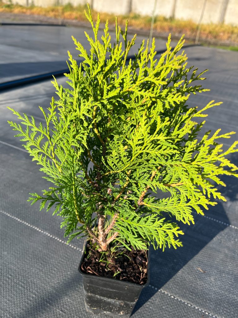 Туя западная 'Вудварди' – Thuja occidentalis 'Woodwardii'