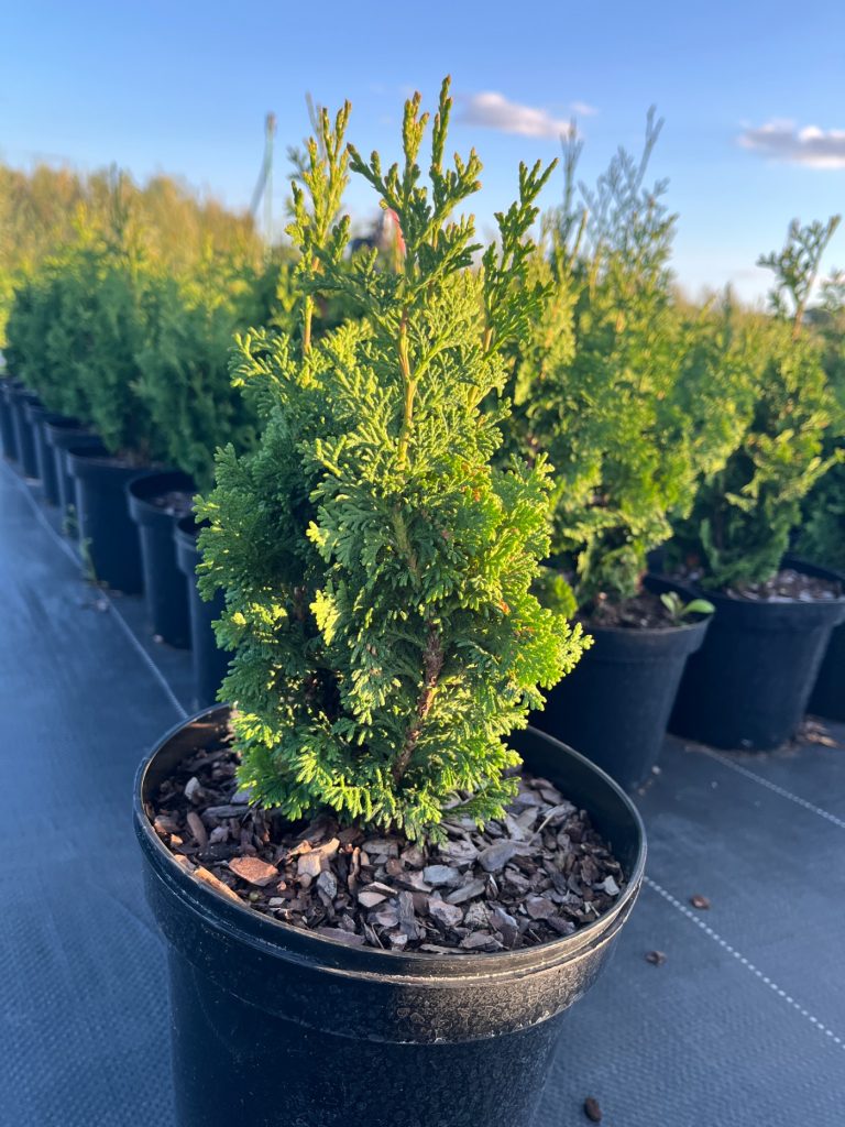 Туя западная 'Зматлик' – Thuja occidentalis 'Zmatlik'