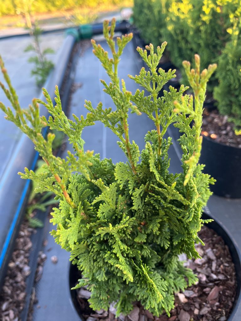 Туя западная 'Зматлик' – Thuja occidentalis 'Zmatlik'