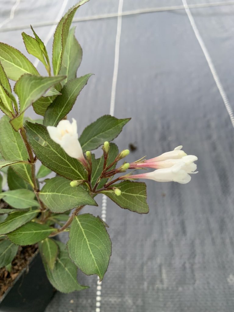 Вейгела 'Блэк энд Вайт' – Weigela florida 'Black and White'